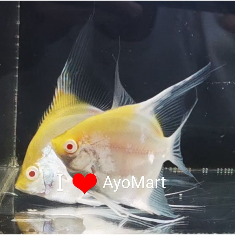 Sepasang ikan hias Angelfish Manfish Albino Red Cap (RCA) dewasa sp ft