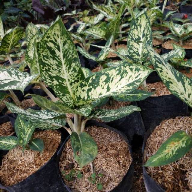 Aglaonema Chiang Mai