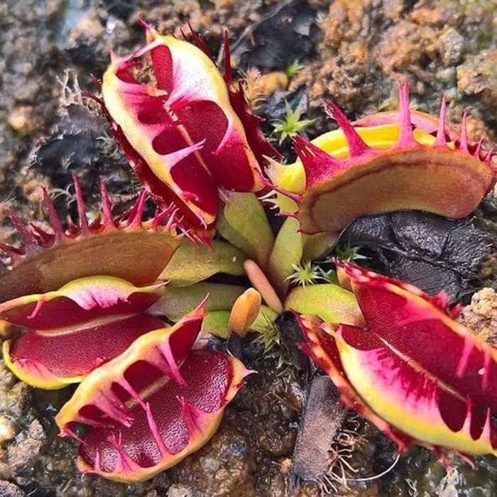 Tanamam Karnivora Venus Flytrap Fused Tooth
