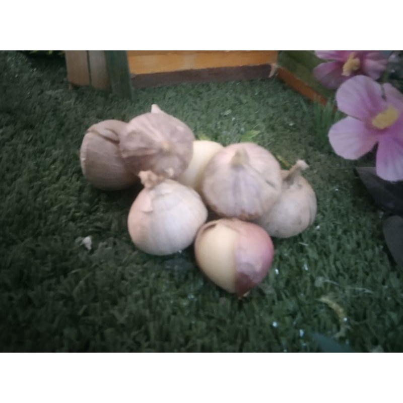 

Bawang Lanang (BS) 1 kg