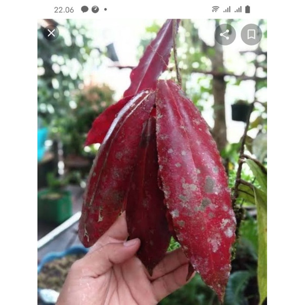 Hoya undulata red