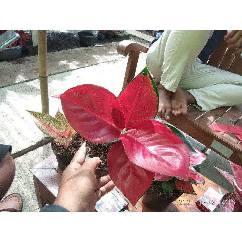 Aglonema Suksom Culture Full merah