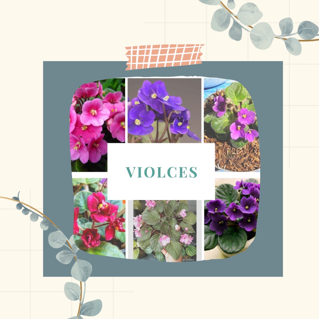 Tanaman Hias Bunga Violces Bunga Violces Cantik Bunga Hias Violces