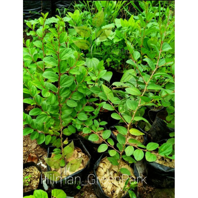 pohon bidara Arab asli