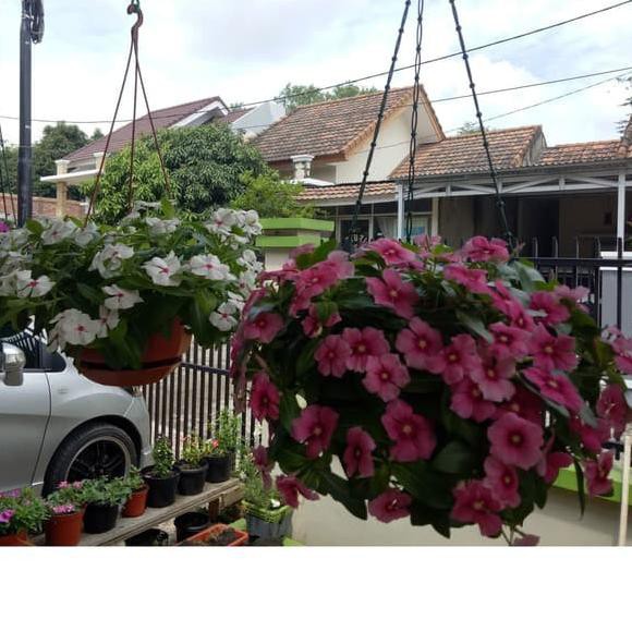 Diskon KODE-655 Bibit Benih Biji Bunga Gantung Vinca Mix Warna Tapak Dara Mudah Tumbuh Bunga Vinca