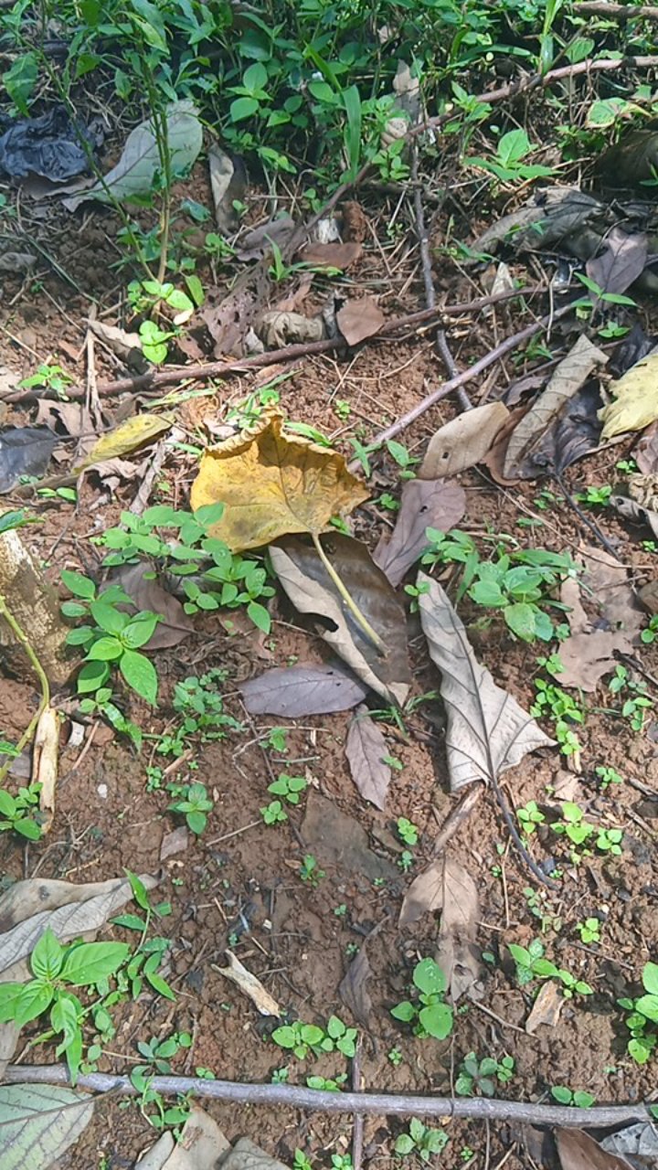 Tarikan Laci Igm 4 Type It-211cp/gp