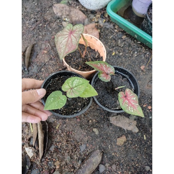 promo caladium srimongkon, Ameera dan h22