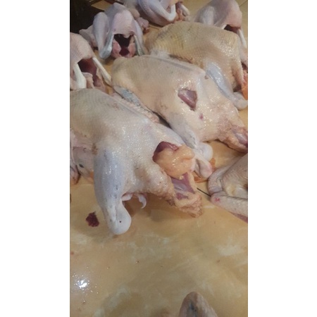 

ayam kampung