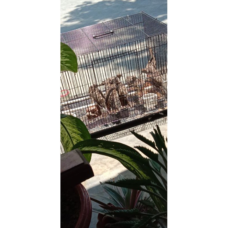 anakan piyik burung perkutut bangkok