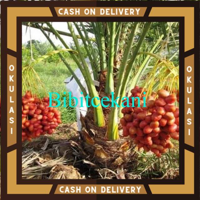 Bibit Buah kurma kl1 Okulasi Cepat Berbuah