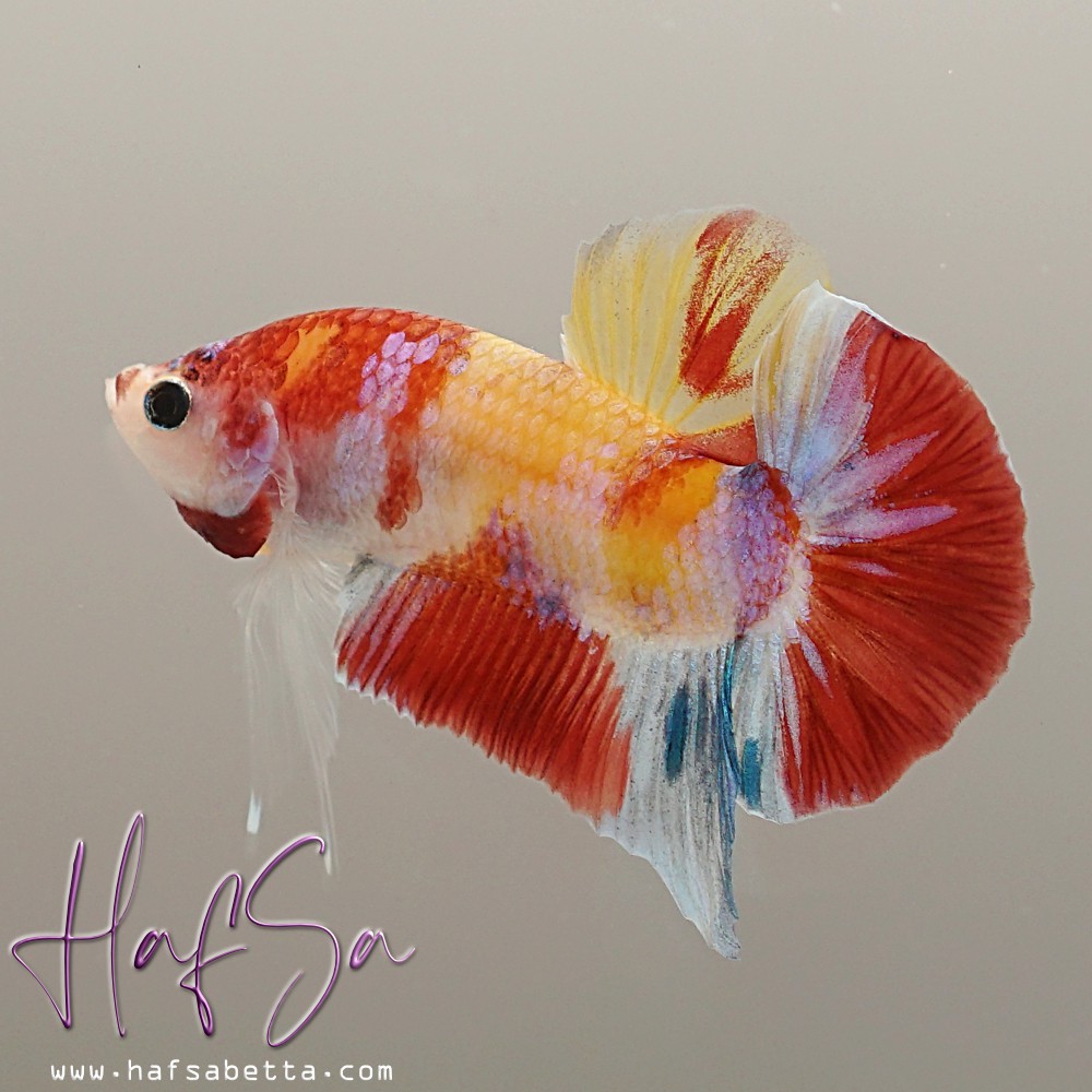 

Ikan cupang hias Candy MultiColour Yellow Base (CODE #CAZ01)