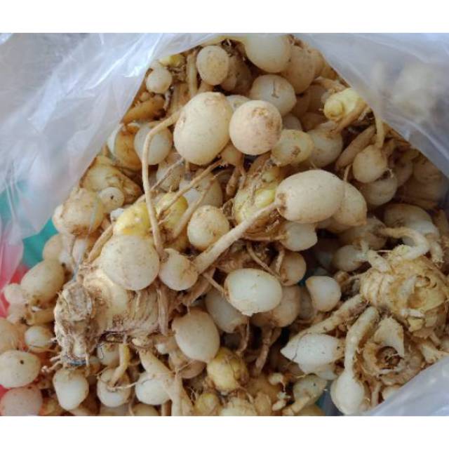 Jual Kunyit Putihkunir Putih 1kg Shopee Indonesia 9873