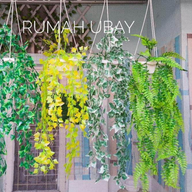 Bunga juntai pot gantung / Daun gantung / Bunga gantung