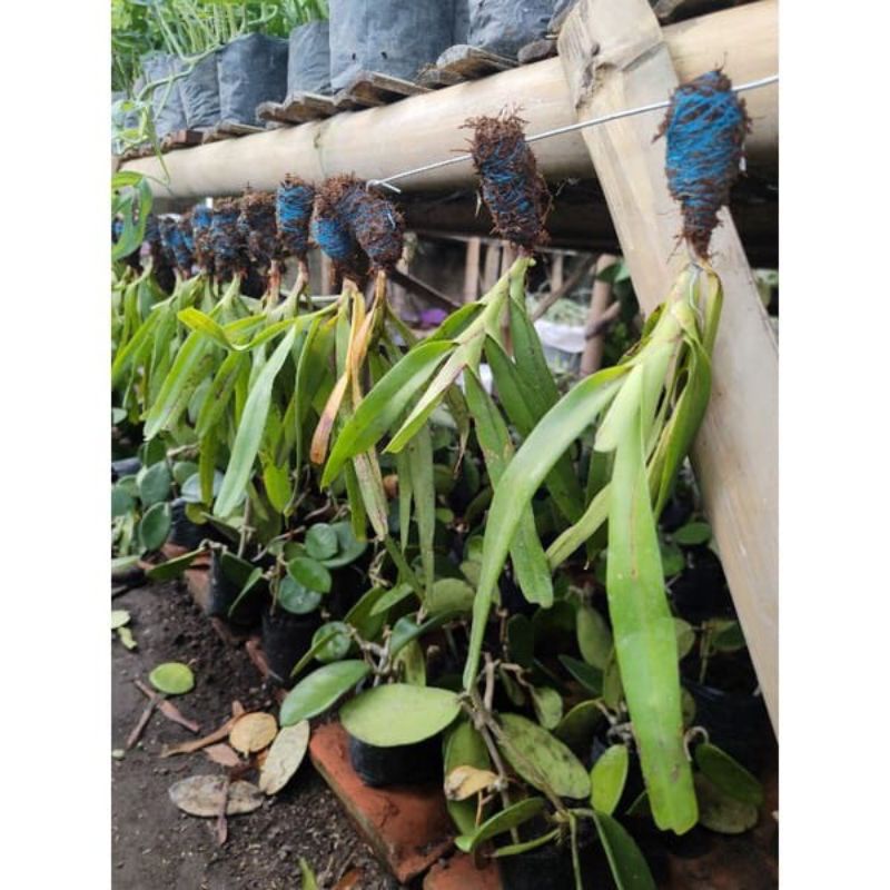 Anggrek kuku macan mini