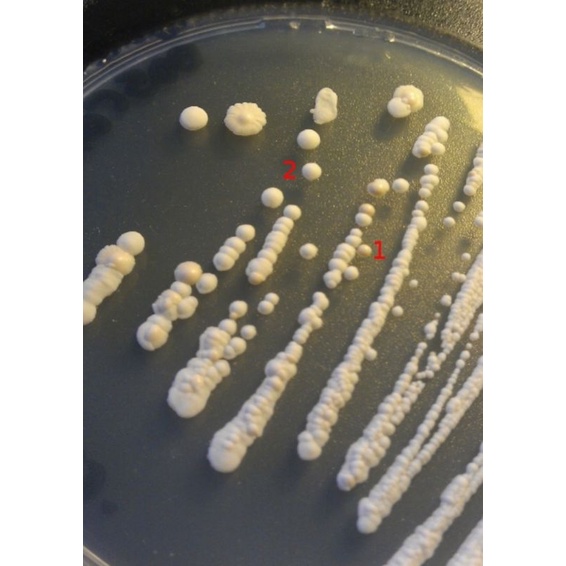 Isolat Saccharomyces cerevisiae