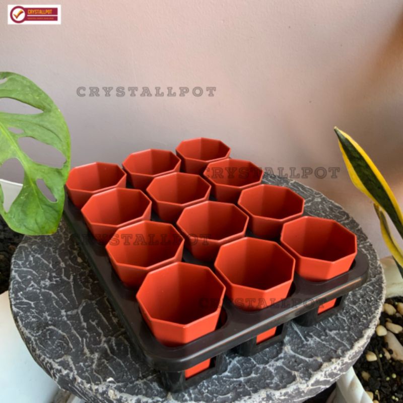 1 set Tray + POT BUNGA NKT PAGODA 5CM MERAH BATA | tray semai bibit