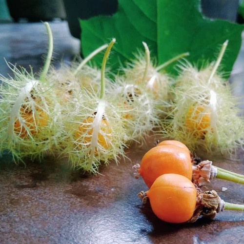 Kedaibenih - Benih Bibit Buah Markisa Mini ~ 10 Biji