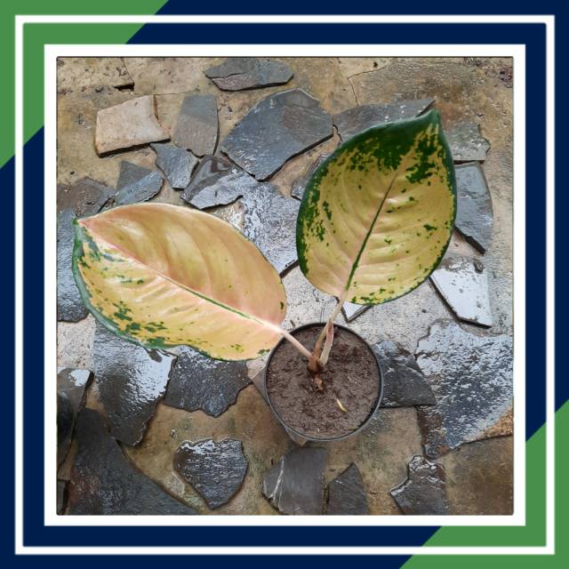 [BISA COD] SULTAN BRUNAI BIBIT (Tanaman Hias Aglaonema/Aglonema)