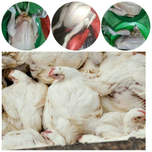 

Ayam seger fress (gembul ayam freess)