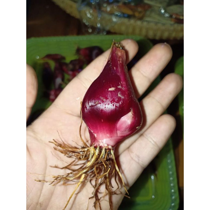 BAWANG DAYAK SEGAR 1 KG