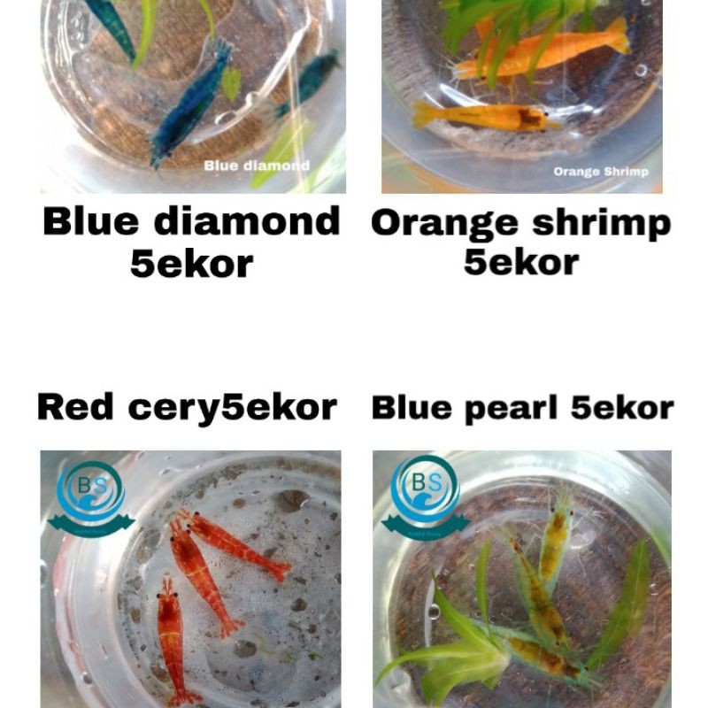

Paket 4 jenis isi 20ekor