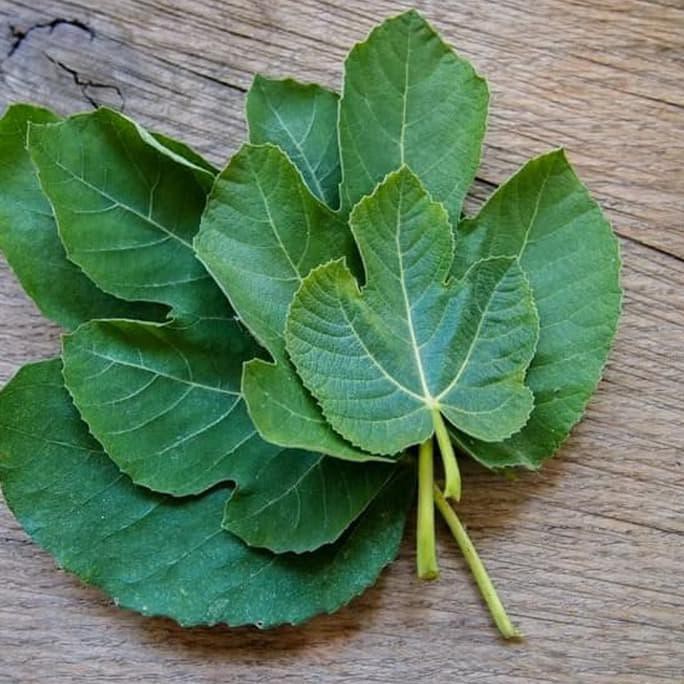 

Daun Tin Daun Ara Daun Fig Segar Per Helai Oflor33 Ayo Beli