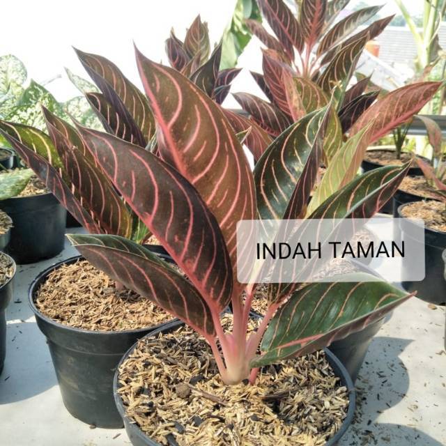 AGLONEMA RED SUMATRA UK Remaja 5-7 Daun - Tanaman Aglaonema Red Sumatera