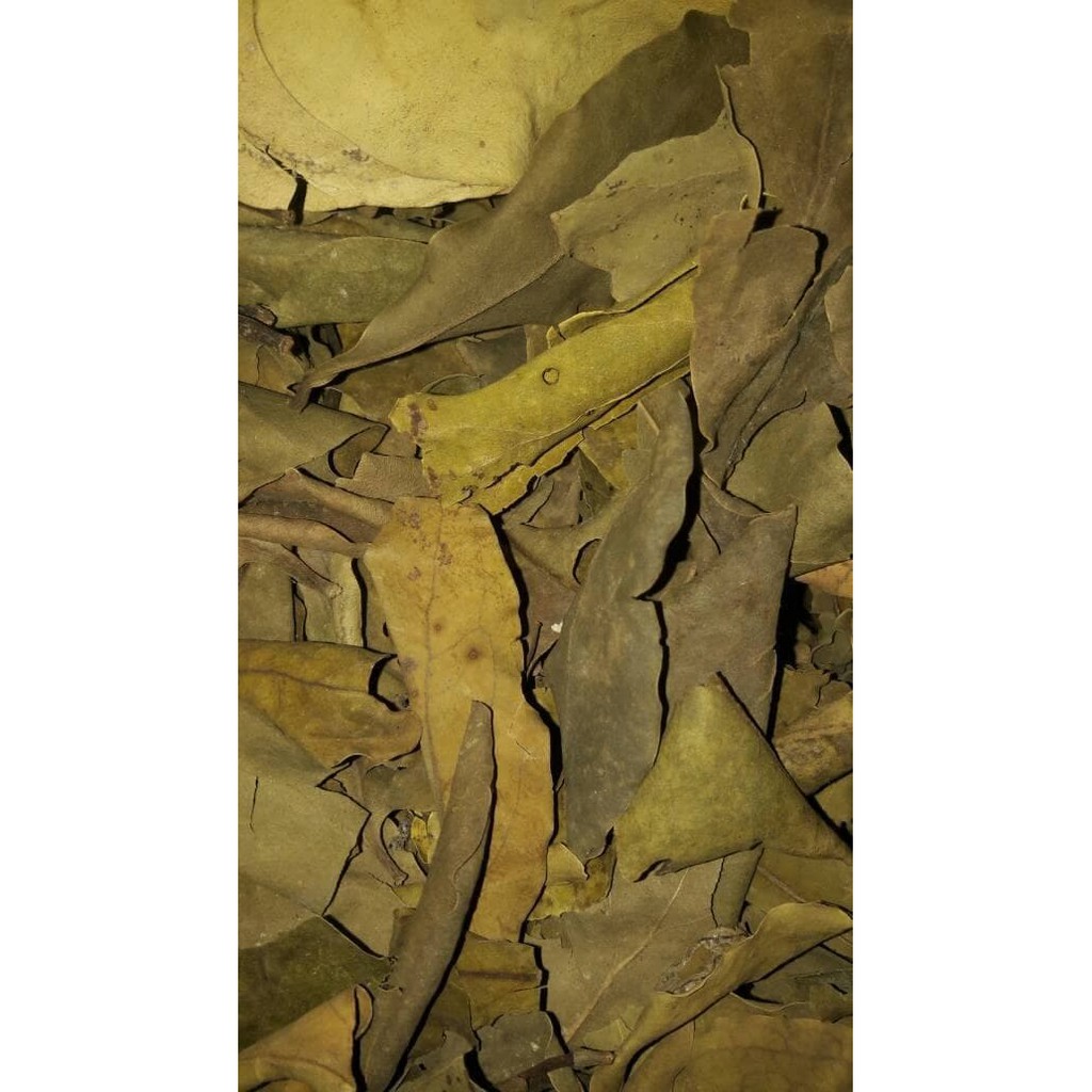 

Teh daun benalu 500 gram 500gram. 100%daun tanpa batang dijamin.