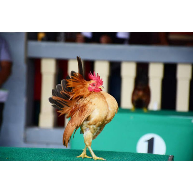 

TELUR AYAM HIAS SERAMA X KATE LOKAL FERTIL UNTUK DITETASKAN