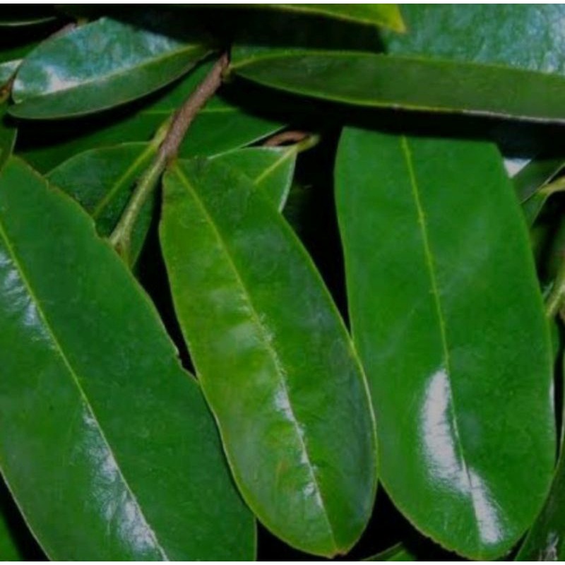 

Daun sirsak segar 200gram
