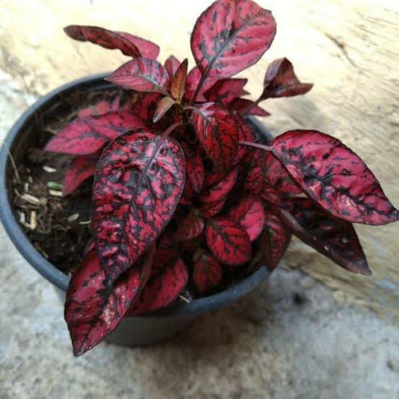 tanaman hias hipotes polkadot merah