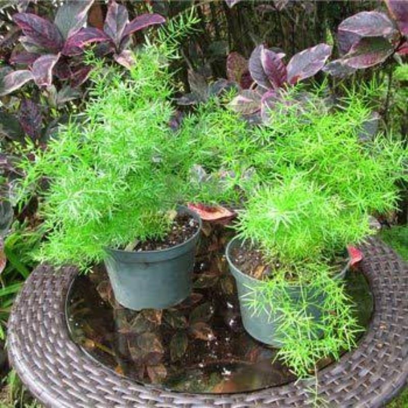 TANAMAN Hias Asparagus Spingeri Krisdoren