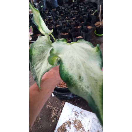 Keladi hias hidup,keladi whiteknigh