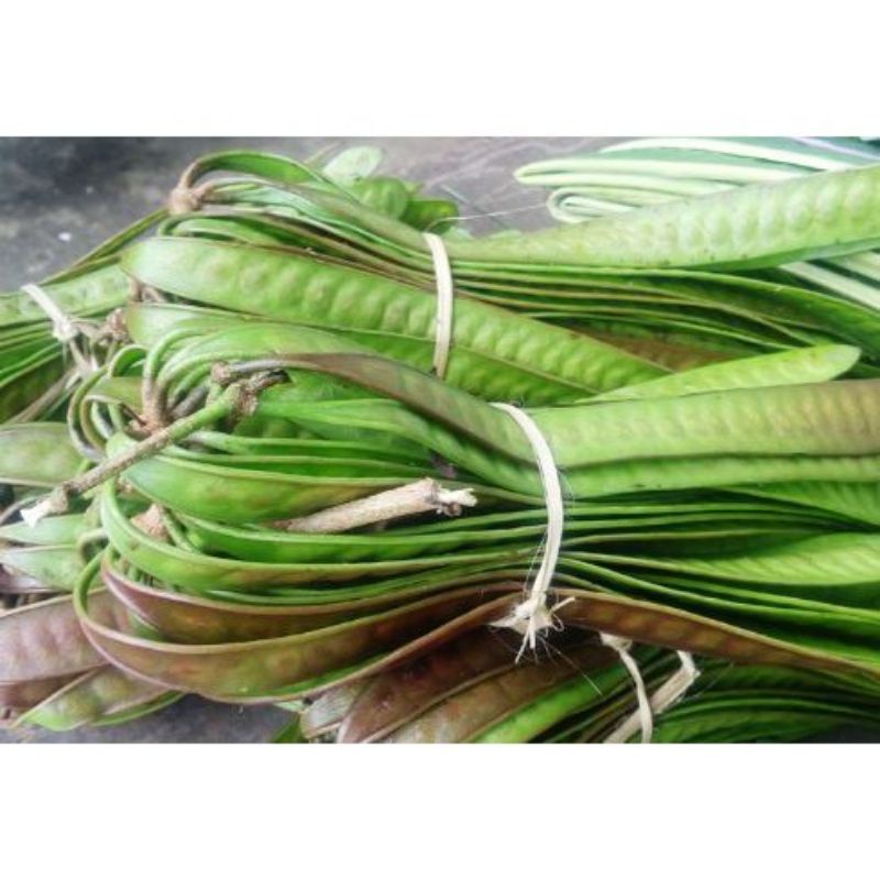 

pete cina / lamtoro per ikat ( 10 lonjor)