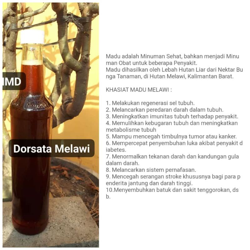 

Dorsata Melawi madu hutan liar dari kalimantan