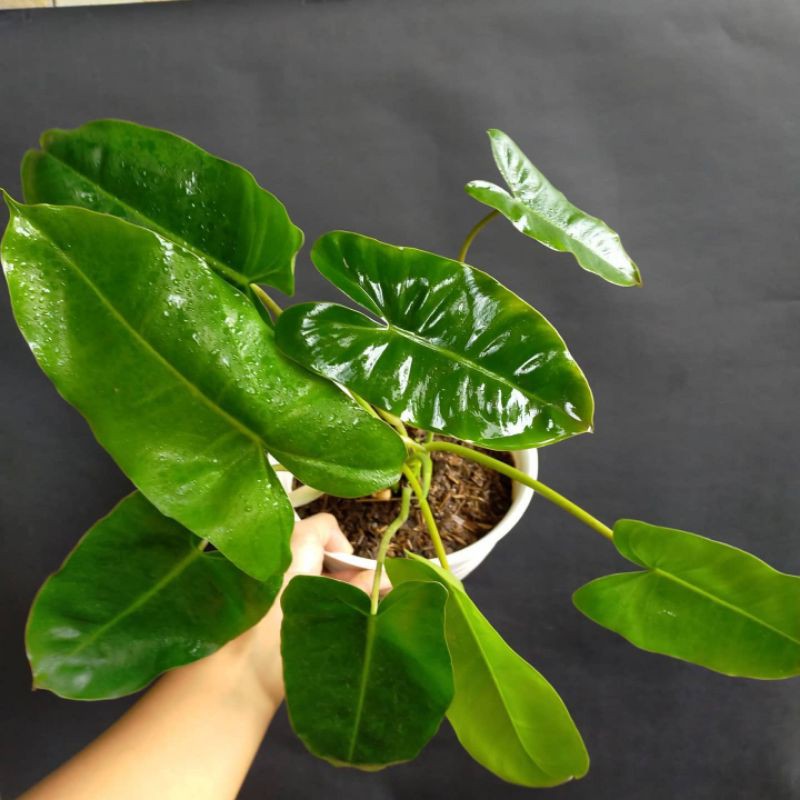 philodendron burlemarx