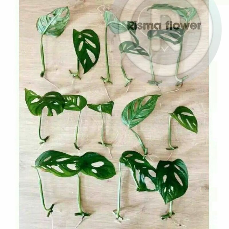 Tanaman hias pohon janda bolong bibit / bibit tanaman janda bolong super