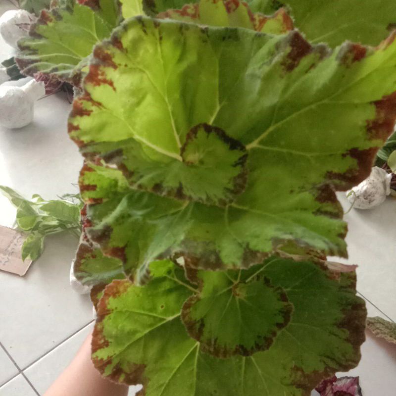 begonia keong hijau