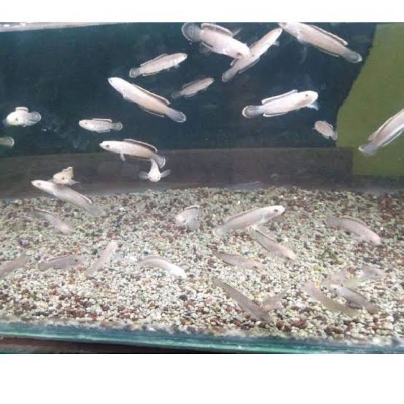 limbata cb rim tebal