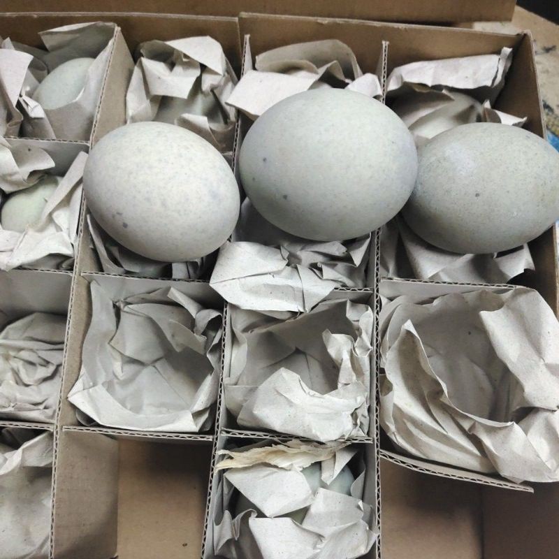 

Telur pitan/Telur bebek phitan