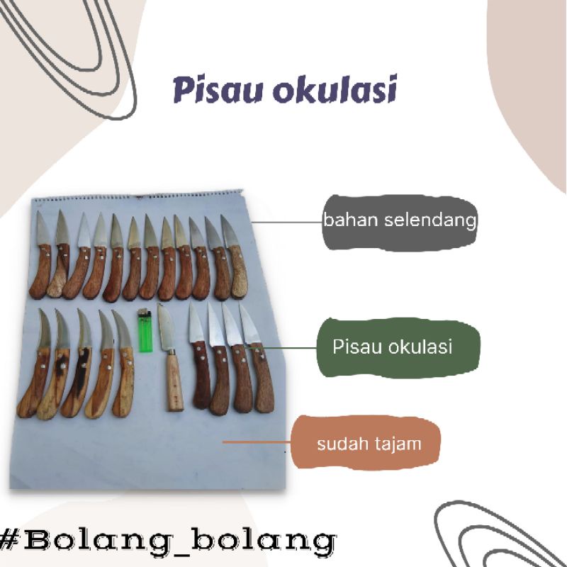 Pisau okulasi grafting stek bahan selendang tajam