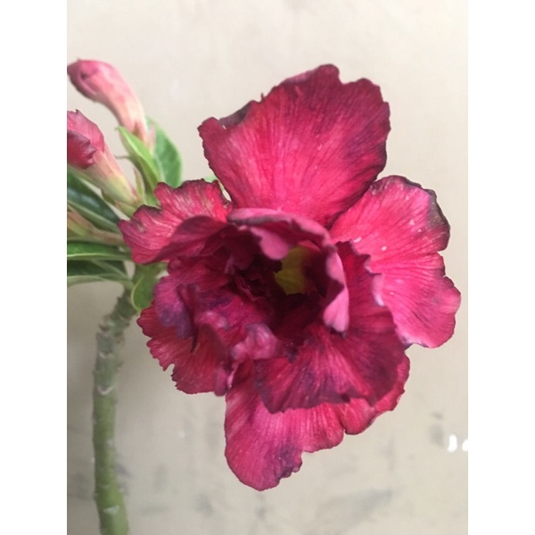 Adenium Obesum Grafting Bunga Tumpuk