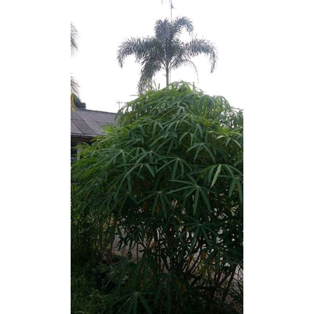 

daun ubi