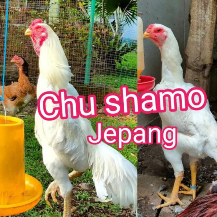 [best] READY telur ayam Bangkok Chu shamo ASLII