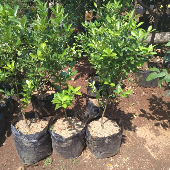 tanaman buah pohon jeruk limo/ pohon jeruk limo