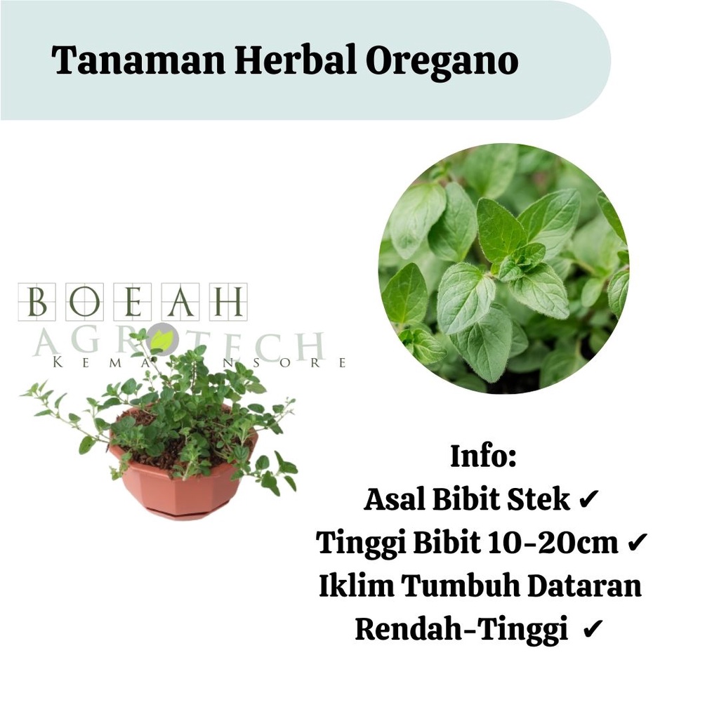 Bibit Tanaman Herbal Oregano Tanaman Oregano untuk Bumbu Dapur Kondisi Rimbun