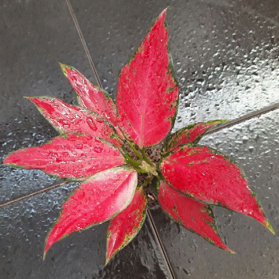 bunga hias red star Bunga hidup/tanaman bibit bunga red star/bunga hiasan/bunga aglonema red/aglonema merah merona/aglonema murah/bibit aglonema/aglonema sultan(bisa cod)