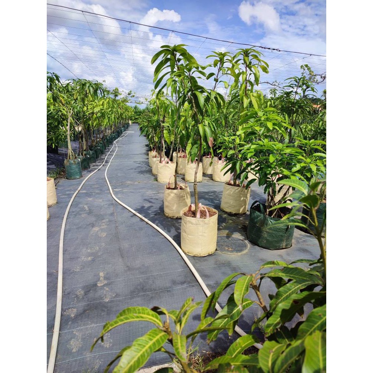 Planter bag planterbag ukuran kurleb 25 liter diameter 30x30 pot tanaman buah dan hias