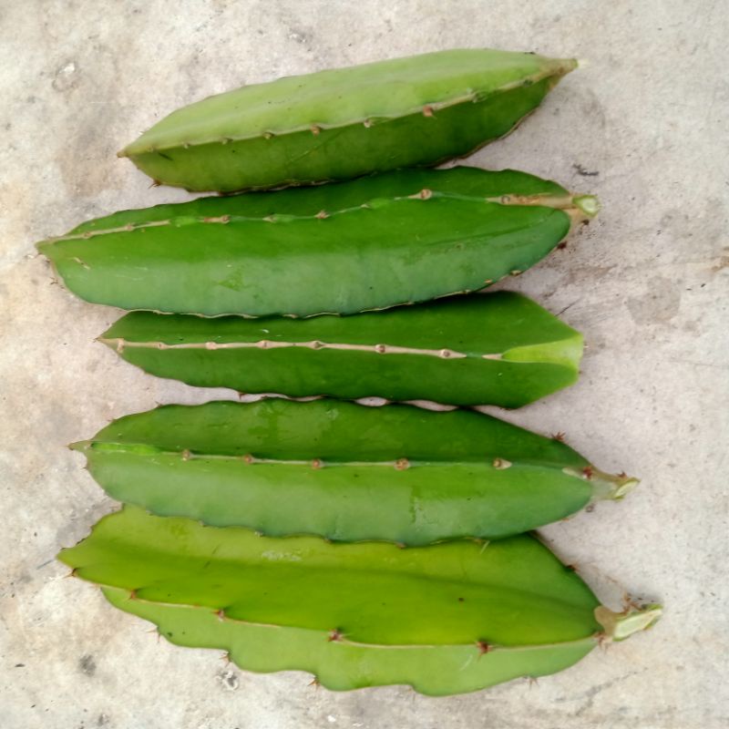 Rootstock/stem buat grafting kaktus. 10 batang