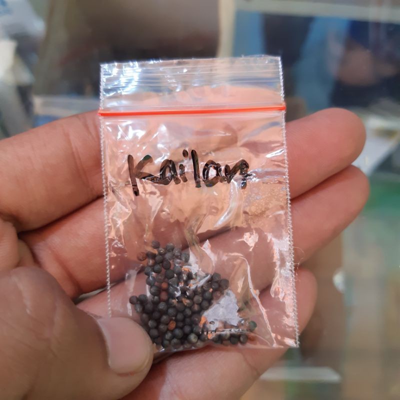BENIH KAILAN | KEMASAN EKONOMIS | ISI 150+SEED